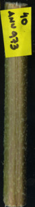 primarybranch
