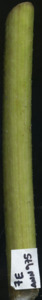 primarybranch