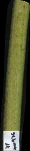 primarybranch