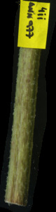 primarybranch