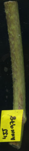 primarybranch