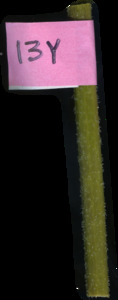 primarybranch