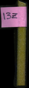 primarybranch