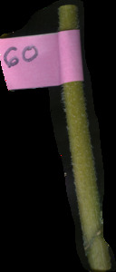 primarybranch