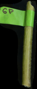 primarybranch