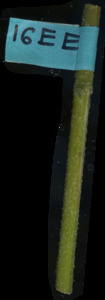 primarybranch