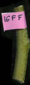 primarybranch