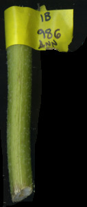 primarybranch