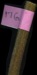 primarybranch