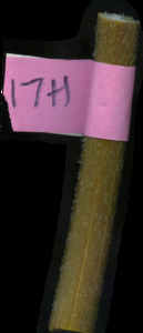 primarybranch