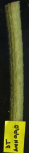 primarybranch