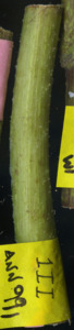 primarybranch