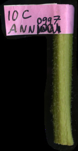 primarybranch