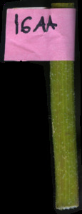 primarybranch