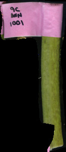 primarybranch