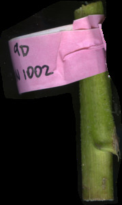 primarybranch