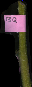 primarybranch