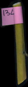 primarybranch