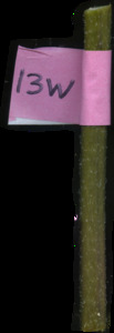 primarybranch