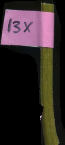 primarybranch