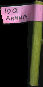 primarybranch
