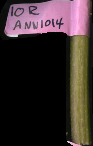 primarybranch