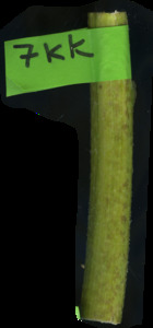 primarybranch