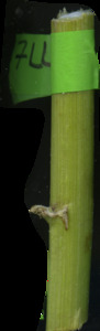 primarybranch