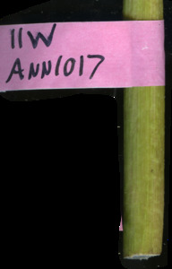 primarybranch