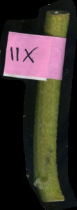 primarybranch