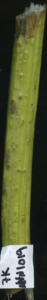 primarybranch