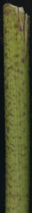 primarybranch
