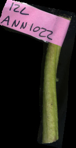 primarybranch