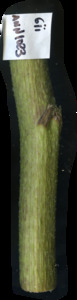 primarybranch