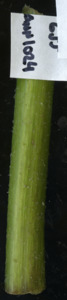 primarybranch