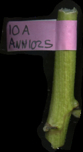 primarybranch