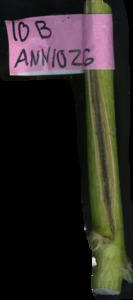 primarybranch