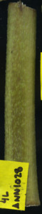 primarybranch