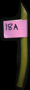primarybranch