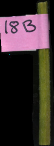 primarybranch