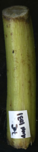 primarybranch