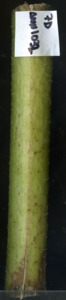 primarybranch
