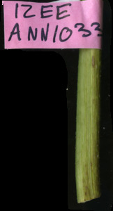 primarybranch