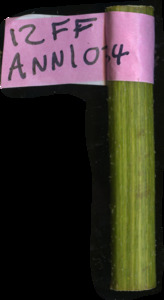 primarybranch