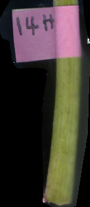 primarybranch