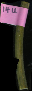 primarybranch