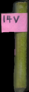 primarybranch