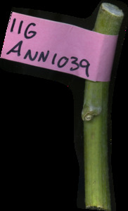 primarybranch