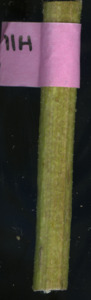 primarybranch