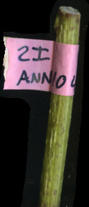 primarybranch